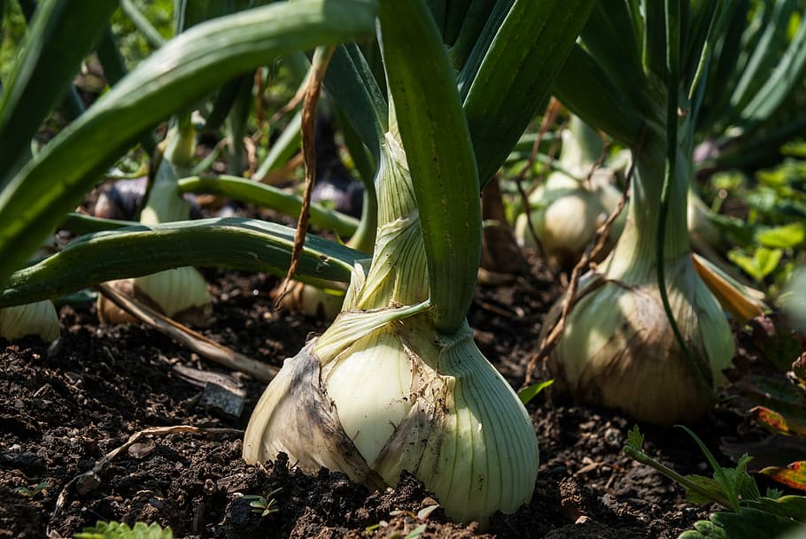 green leafed plants, onion, garden, vegetables, food, vitamins HD wallpaper