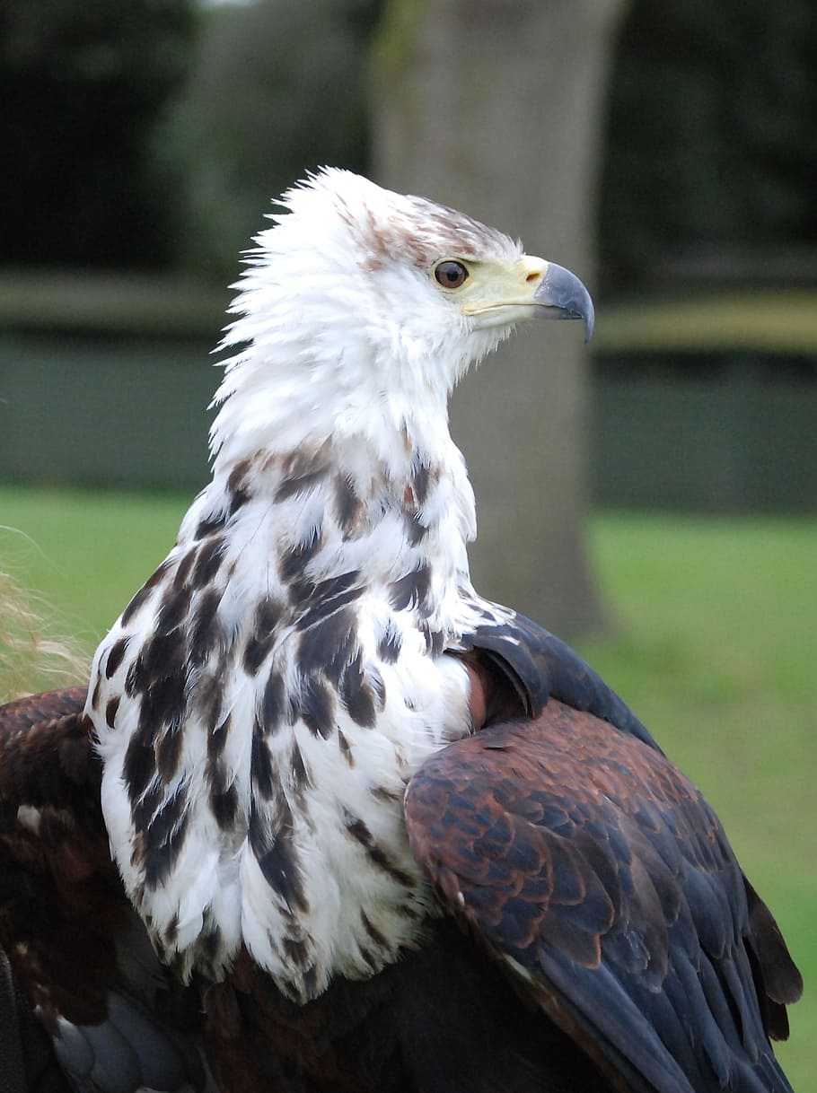 eagle, sea, feather, beak, raptor, portrait, predator, falconry HD wallpaper