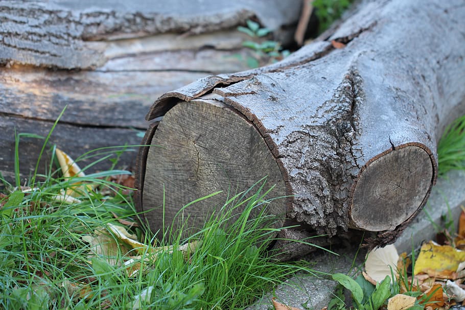 wood, log, lumber, timber, industry, nature, forest, natural HD wallpaper
