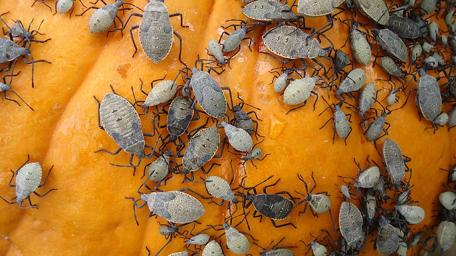 pumpkin, beetle, bug, halloween, insect, brown, happy, holiday HD wallpaper