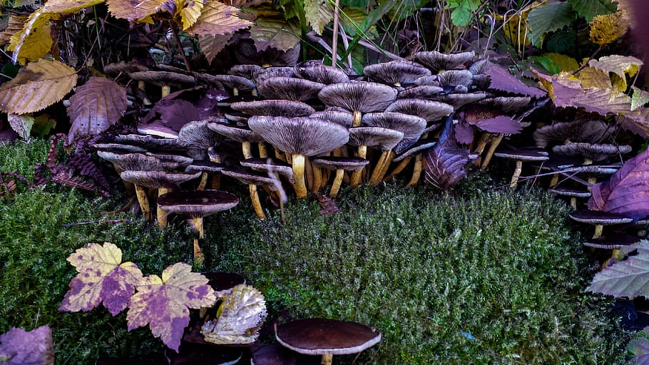 mushroom surrounded plant, hat, lamellar, mushroom collector, HD wallpaper