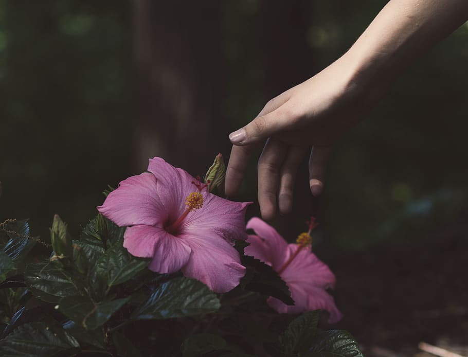 person about to touch the pink flower, person holding pink hibiscus flower HD wallpaper