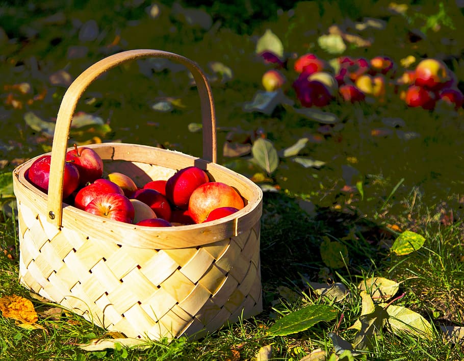 Apples, Cart, Autumn, basket, outdoors, harvesting, freshness HD wallpaper