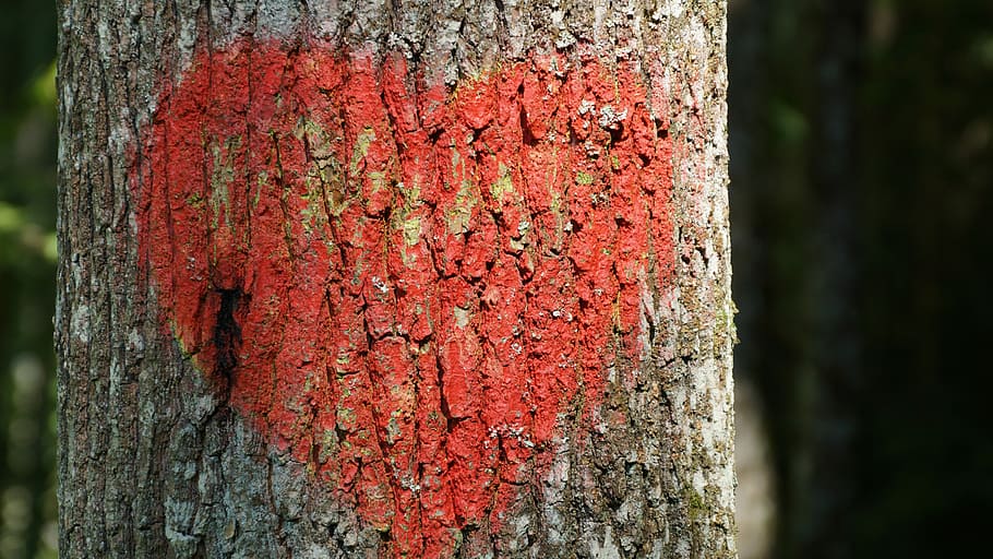 Heart, Tree, Love, tree trunk, day, red, outdoors, no people HD wallpaper