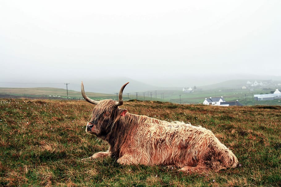 brown yak prone lying on grass during daytime, cow, cattle, animal HD wallpaper