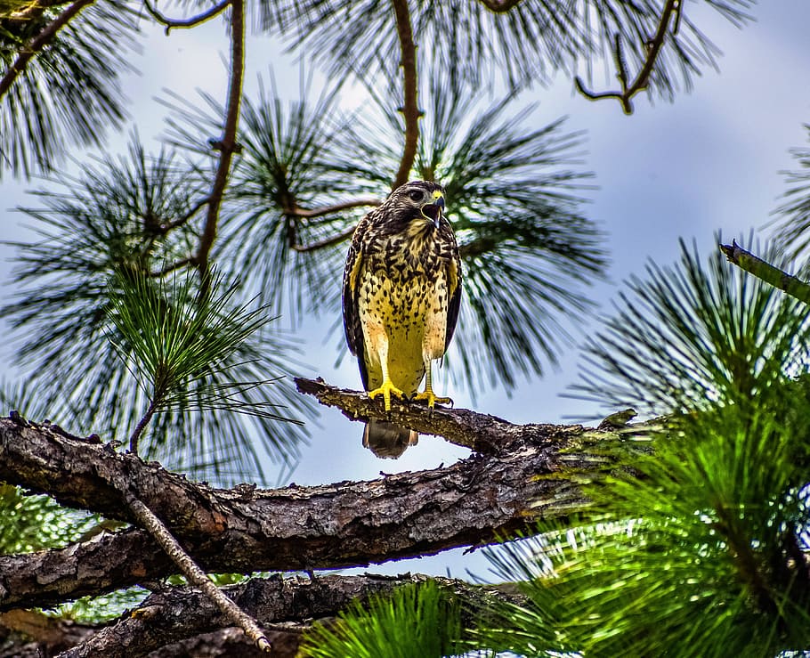 bird, hawk, wildlife, tree, animal wildlife, animals in the wild HD wallpaper