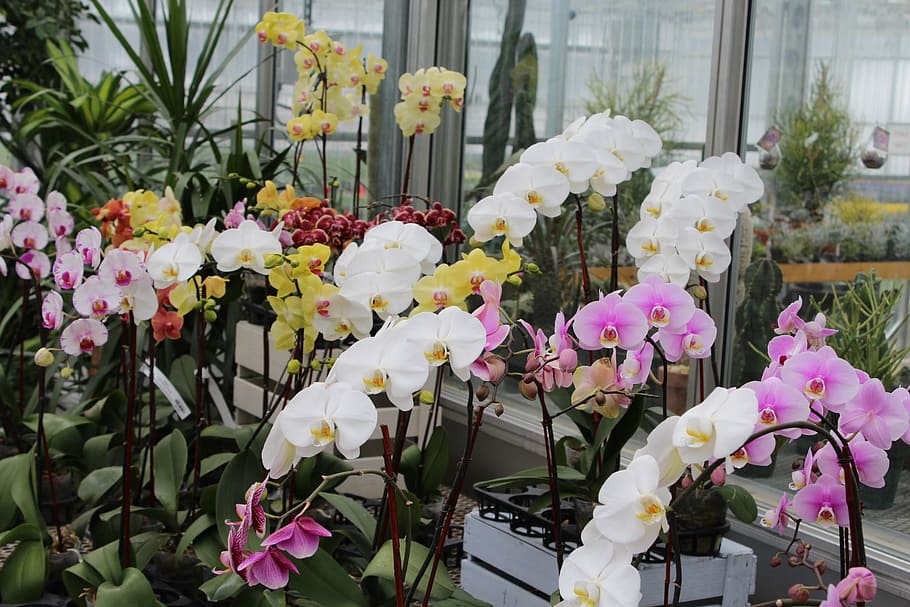orchid, white, pink, botany, tropical, plant, flowering plant HD wallpaper