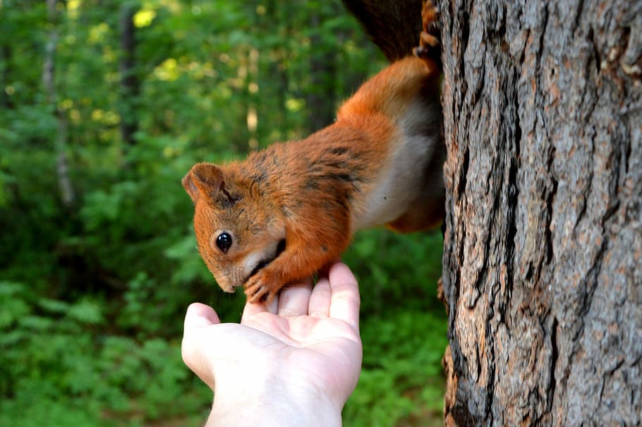 red squirrel, forest, forest animals, nature, rodent, living nature HD wallpaper