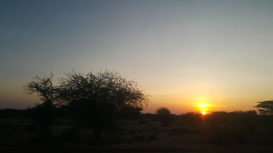 sunset, dawn, nature, landscape, tree, sky, plant, tranquility HD wallpaper