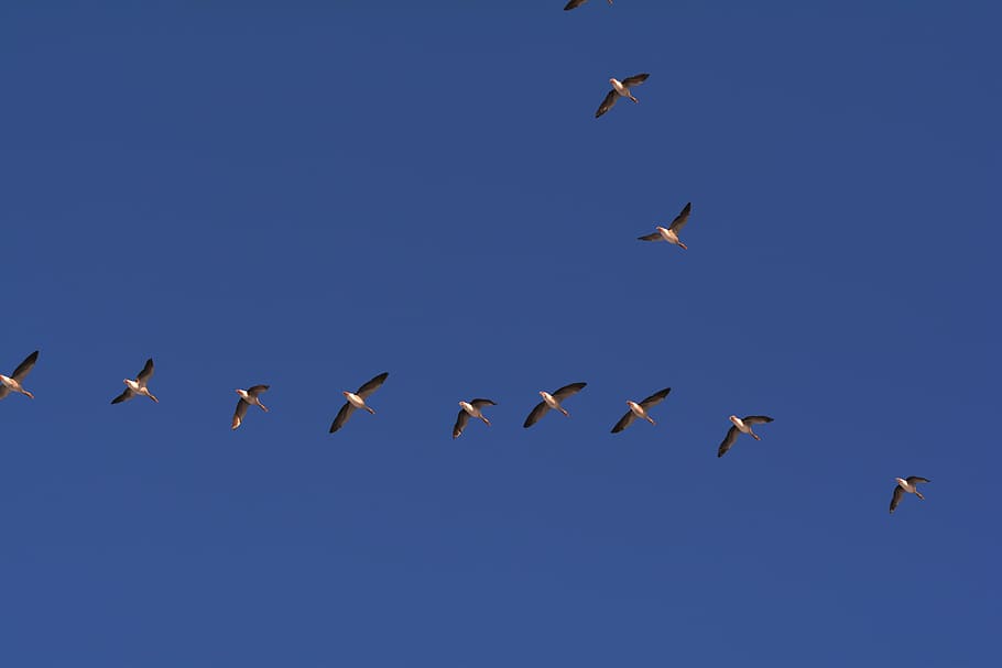 geese, flight, bird flight, formation flight, wild goose, flying HD wallpaper