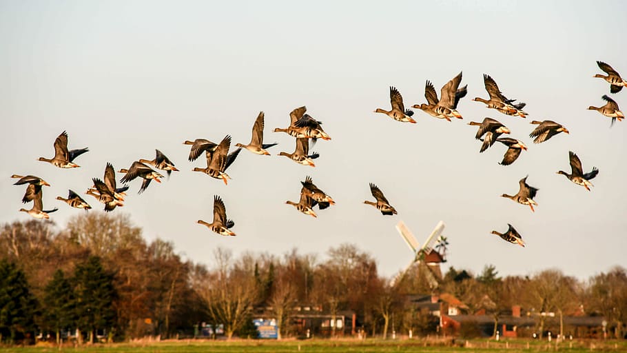 wildlife photography of black-and-brown birds flying, flight of birds HD wallpaper
