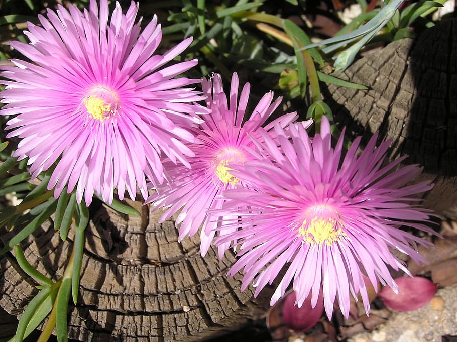 Pink, Sun, Lover, flower, purple, no people, nature, outdoors HD wallpaper