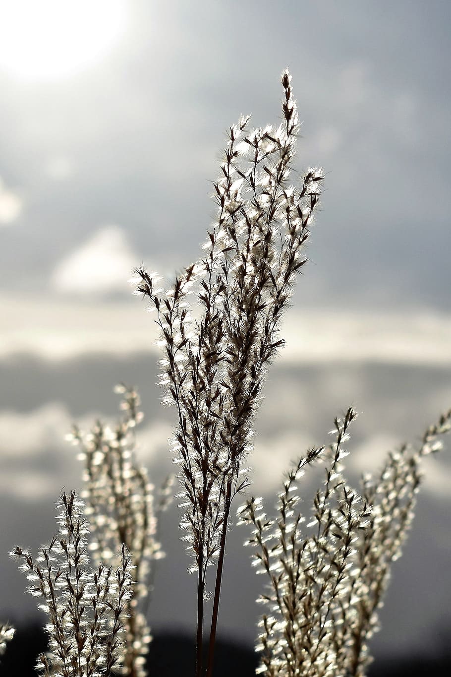 Grasses, Back Light, Meadow, Nature, mood, blades of grass HD wallpaper