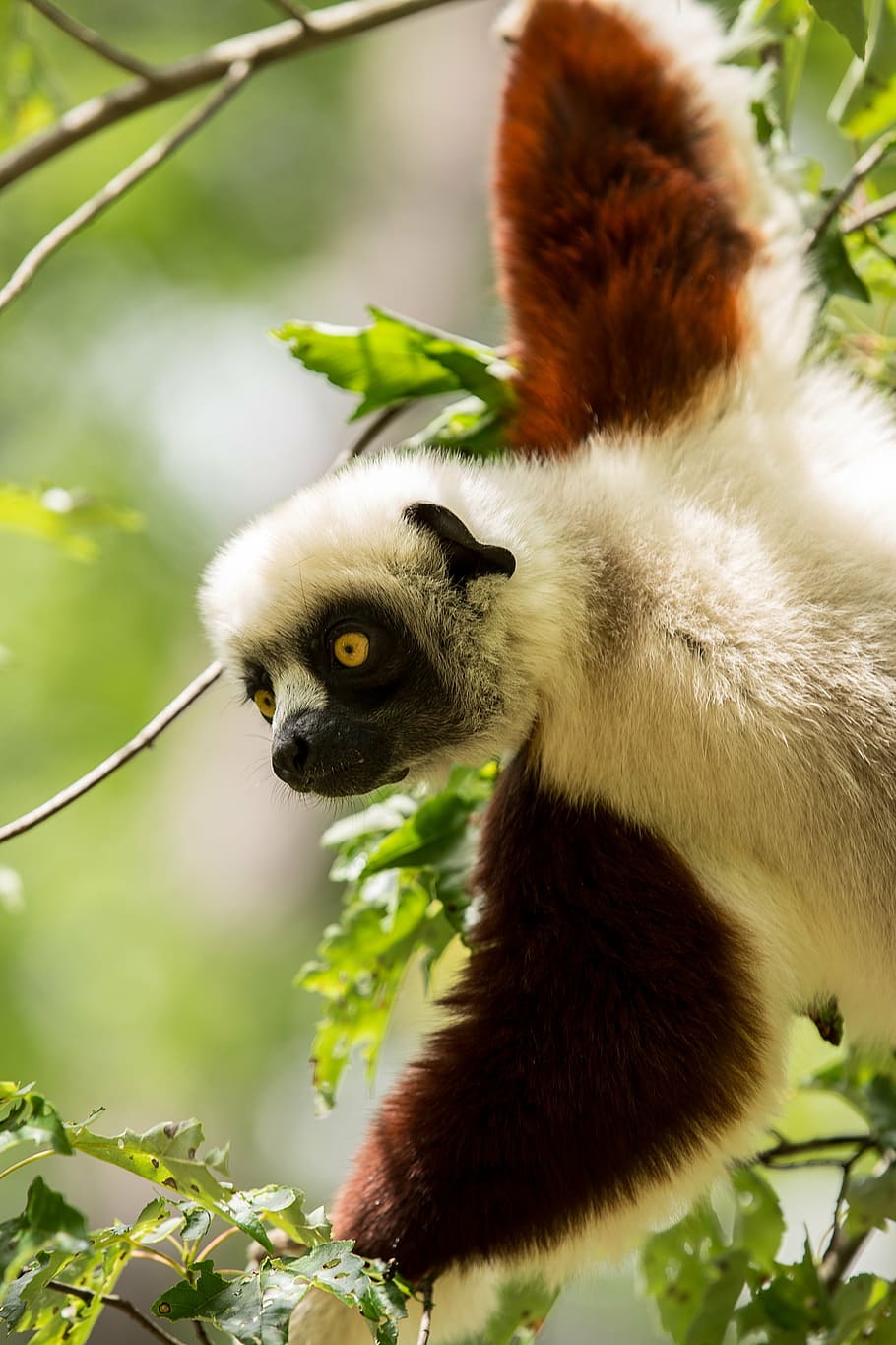 lemur, coquerel's sifaka, madagascar, propitheus, duke lemur center, HD wallpaper