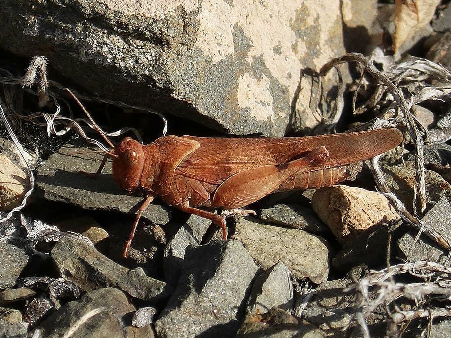 grasshopper, insect, lobster, nature, animal wildlife, animal themes HD wallpaper