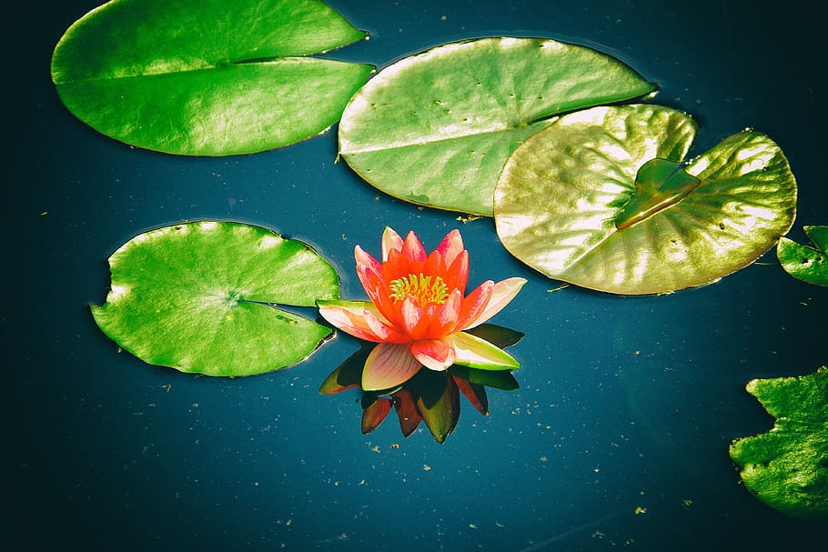 arboretum, lily, pad, flower, water, flowering plant, floating on water HD wallpaper