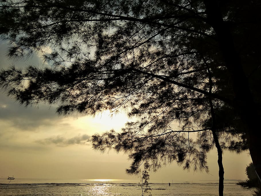 beach, sunrise, the tree, twilight, plant, water, sky, beauty in nature HD wallpaper