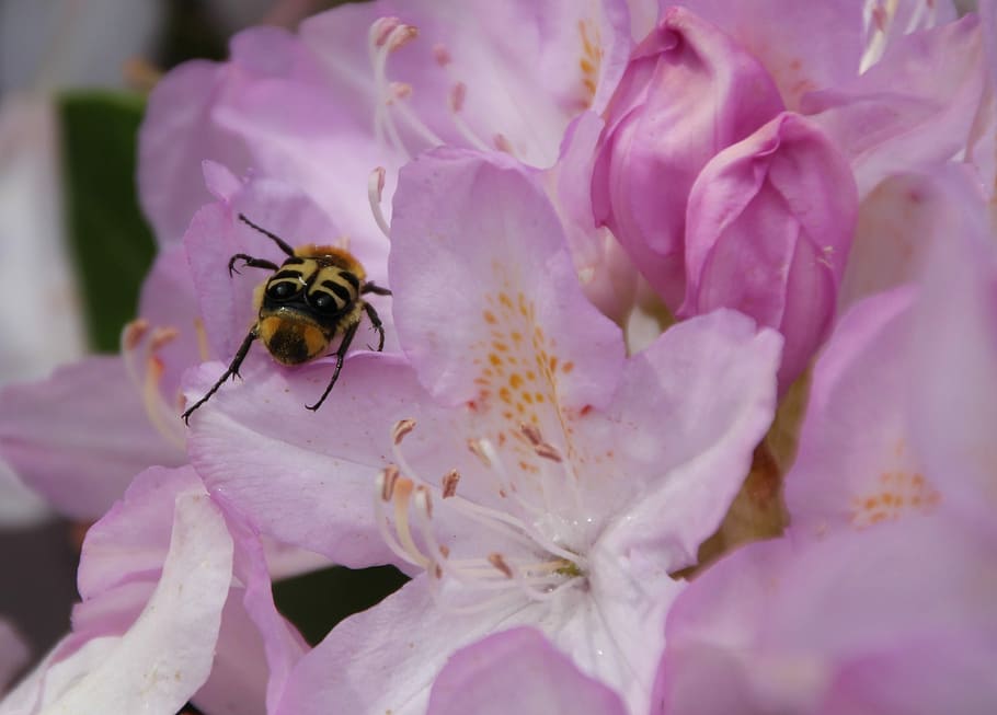 Brush, Beetle, Insect, Close, brush beetle, garden, flower HD wallpaper