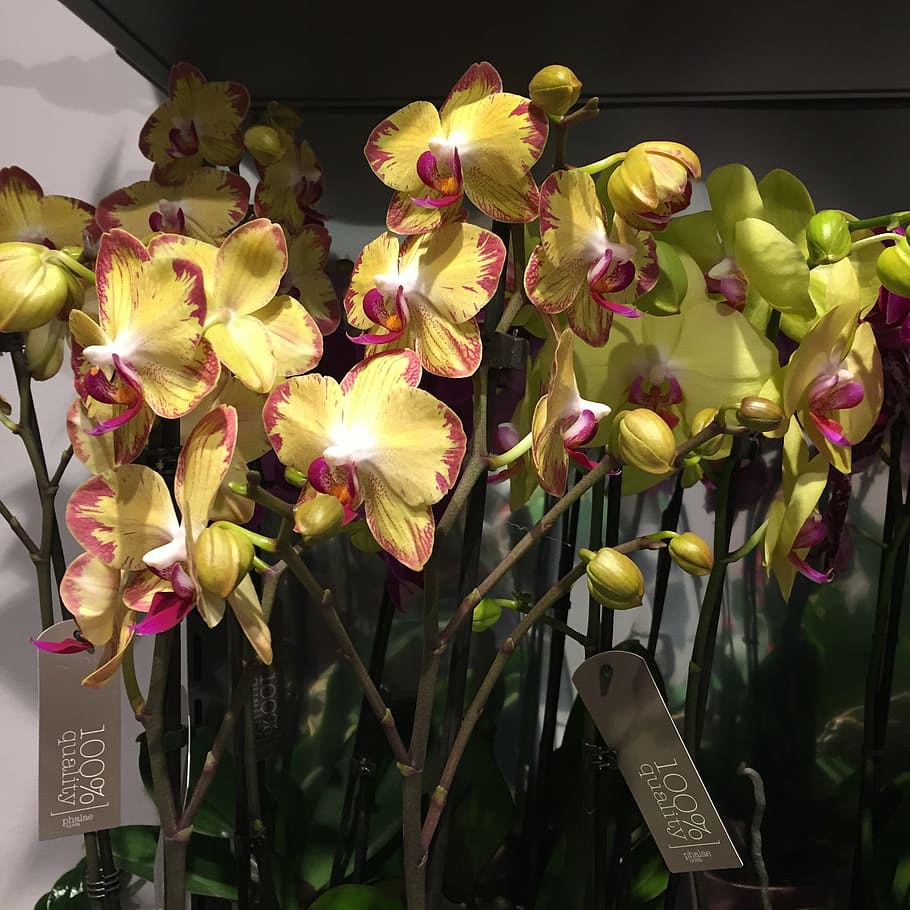 flowers, orchids, yellow, nature, plant, flowering plant, vulnerability HD wallpaper