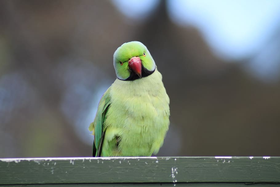 parrot, bird, green, animal themes, vertebrate, one animal HD wallpaper