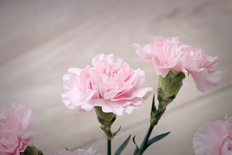 HD wallpaper: Carnation Decor HD, flowers | Wallpaper Flare