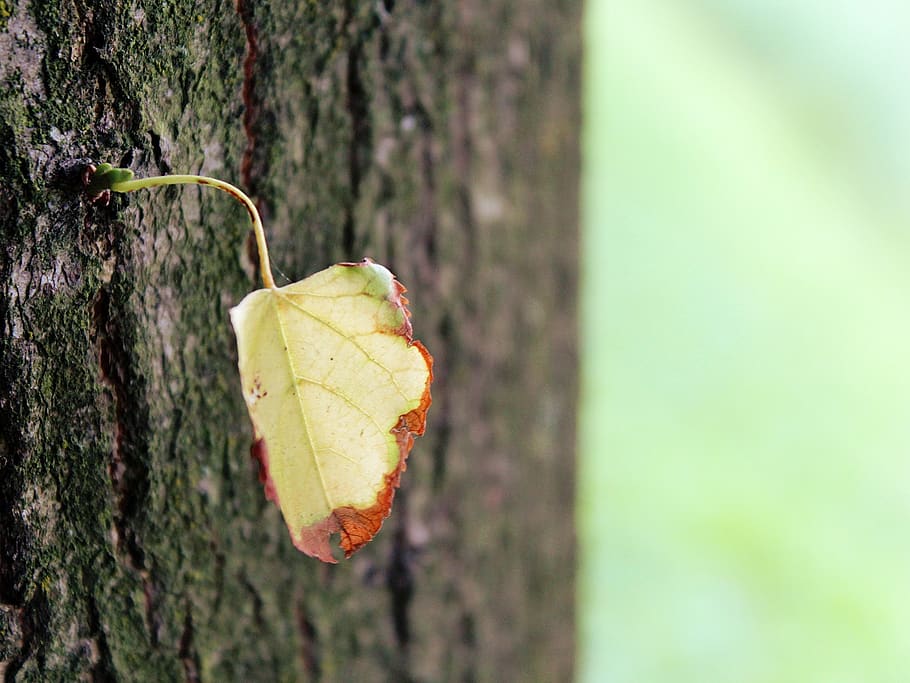 leaf, tree, log, green, leaves, nature, autumn, summer, branches HD wallpaper