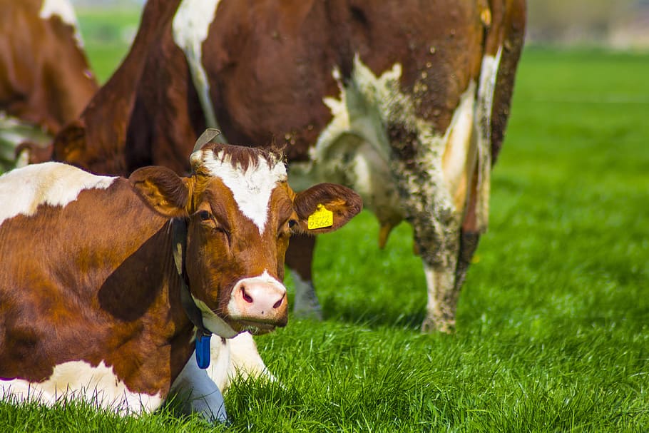 Spring, Cow, Pasture, Grass, domestic animals, cattle, animal themes HD wallpaper