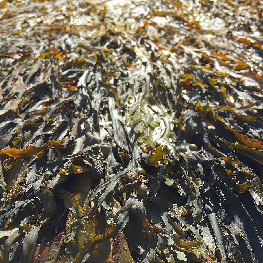 green leaves, kelp, seaweed, stranded, aground, plant, aquatic HD wallpaper