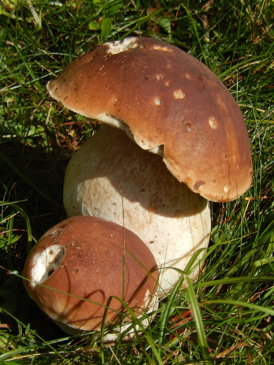 Boletus, Mushrooms, Wood, nature, food, autumn, fungus, forest, HD wallpaper