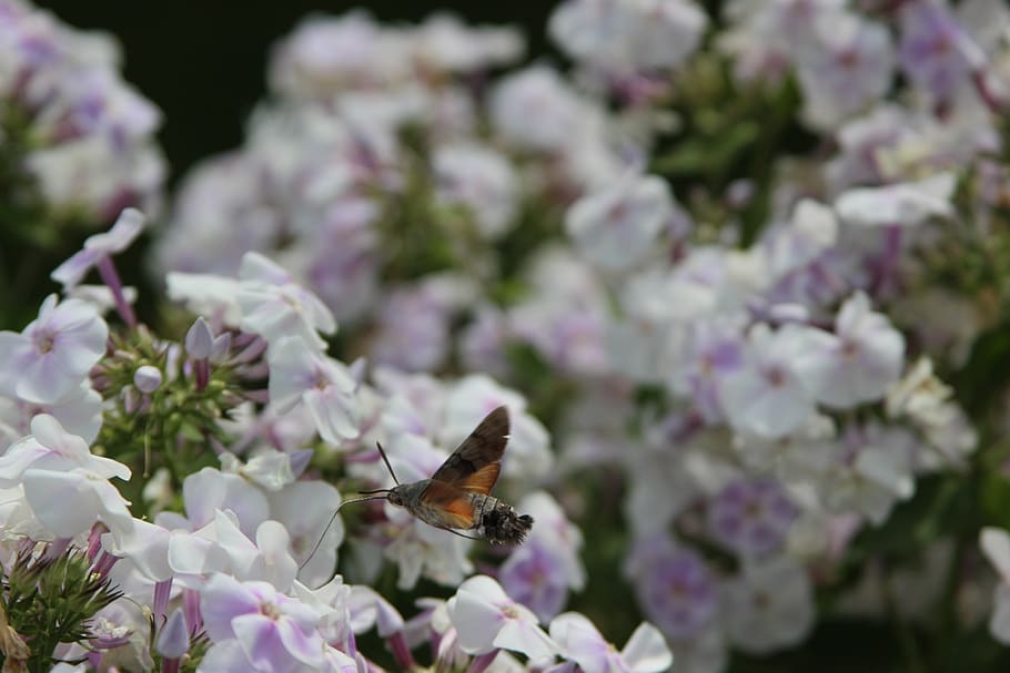 flower, plant, garden, nature, fulfillment, hummingbird sphinx moth, HD wallpaper