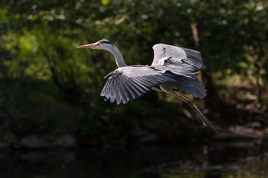 selective focus photography of flying grey heron, Bird, Flight HD wallpaper