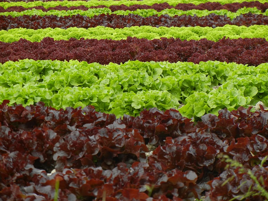 salad, field, agriculture, green, red, food and drink, green color, HD wallpaper