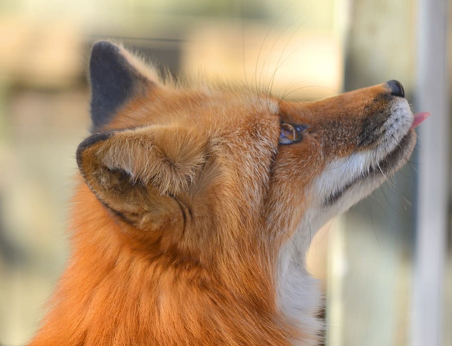 closeup photography tan and black dog, fox, red fox, wild, nature HD wallpaper