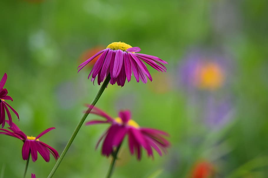 flowers, color, spring, flowering plant, beauty in nature, fragility HD wallpaper