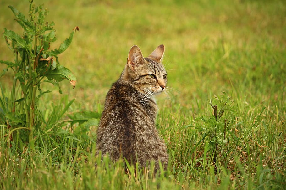 cat, kitten, mackerel, young cat, mieze, domestic Cat, animal HD wallpaper