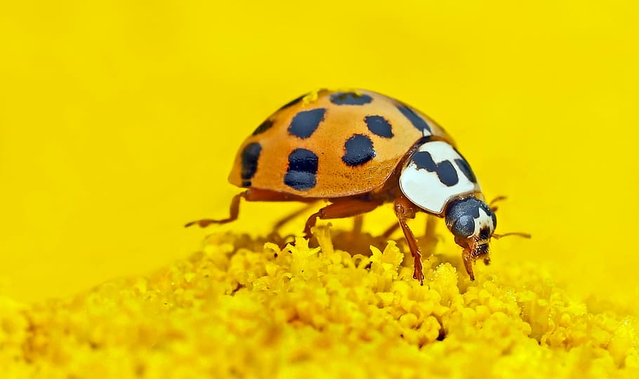 orange and black weevil on yellow flower, insect, so, ni, one animal, HD wallpaper