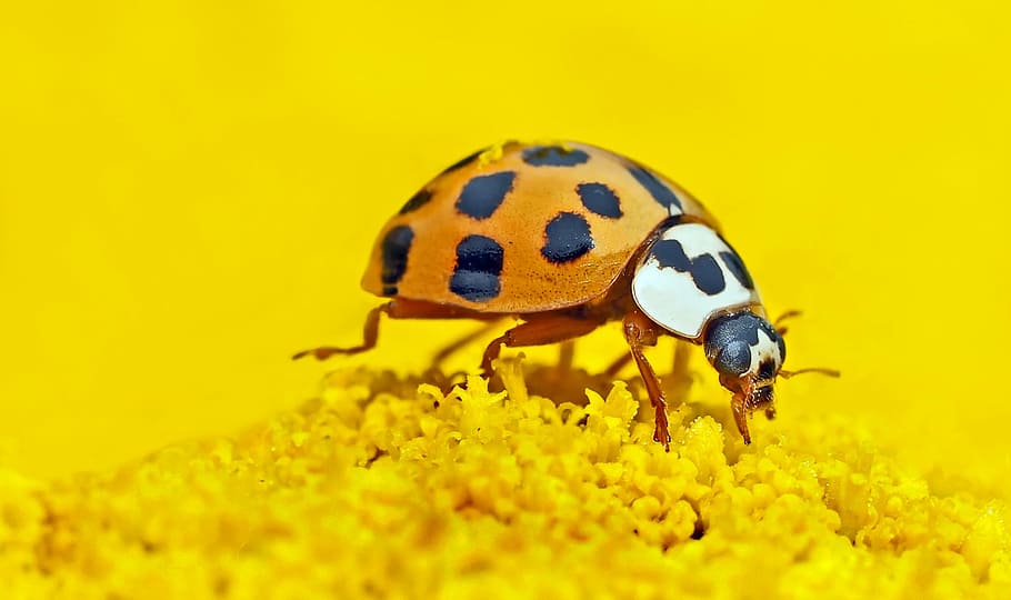orange and black weevil on yellow flower, insect, so, ni, one animal HD wallpaper