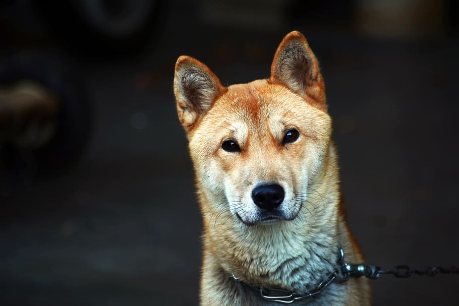 shallow focus photography of short-coated brown dog, republic of korea, HD wallpaper