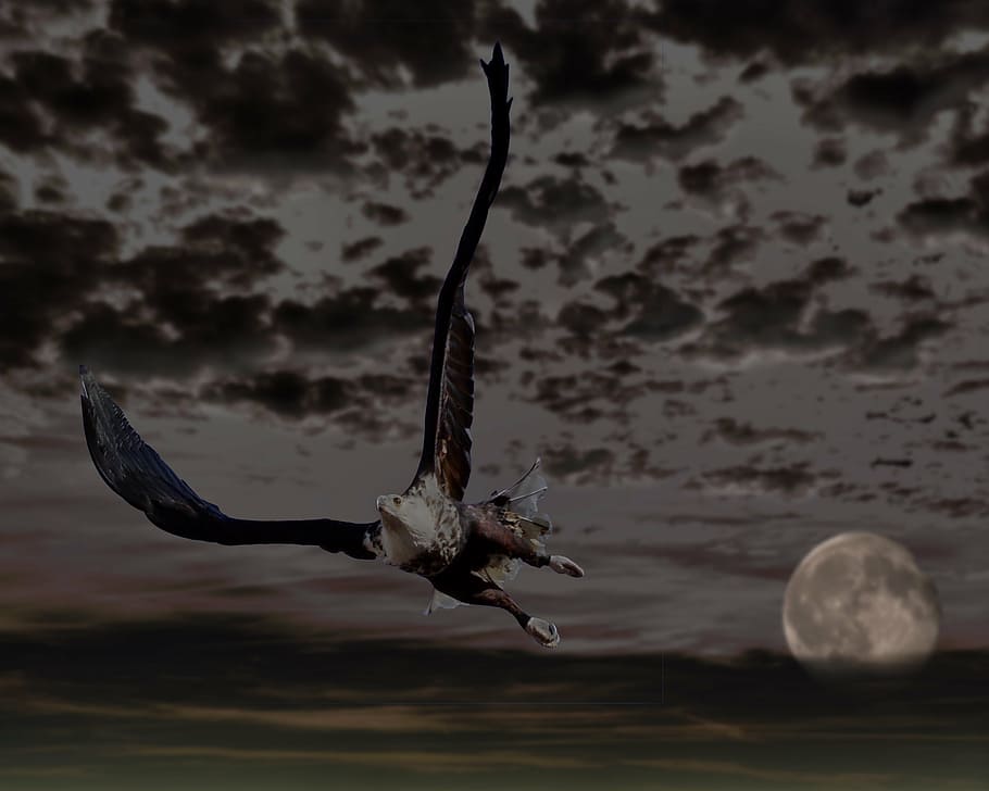 adler, bald eagle, moon, sky, clouds, raptor, bird of prey HD wallpaper