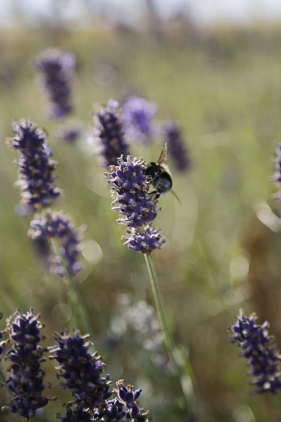 lavender, bumblebee, summer, insect, flower, nature, honey HD wallpaper