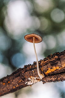 mushroom, forest, magic, nature, fungus, fungi, autumn, season HD wallpaper