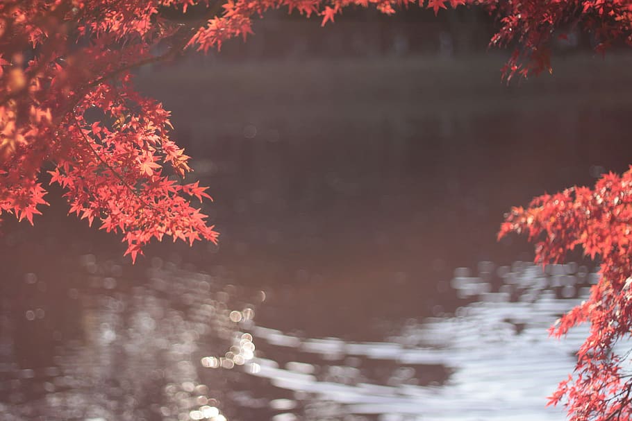 red leaf tree near pond, nature, autumn, lake, forest, outdoors HD wallpaper