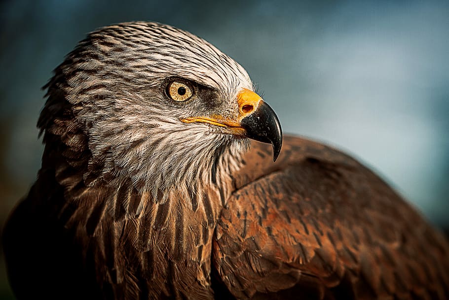 closeup photography of bald eagle, shallow focus photography of brown and gray bird HD wallpaper