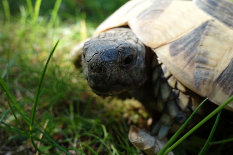 turtle, grass, garden, portrait, meadow, panzer, reptile, pet HD wallpaper