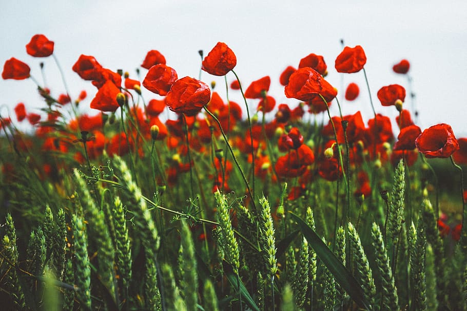 red, petals, flowers, bloom, blossom, green, leaf, garden, field HD wallpaper