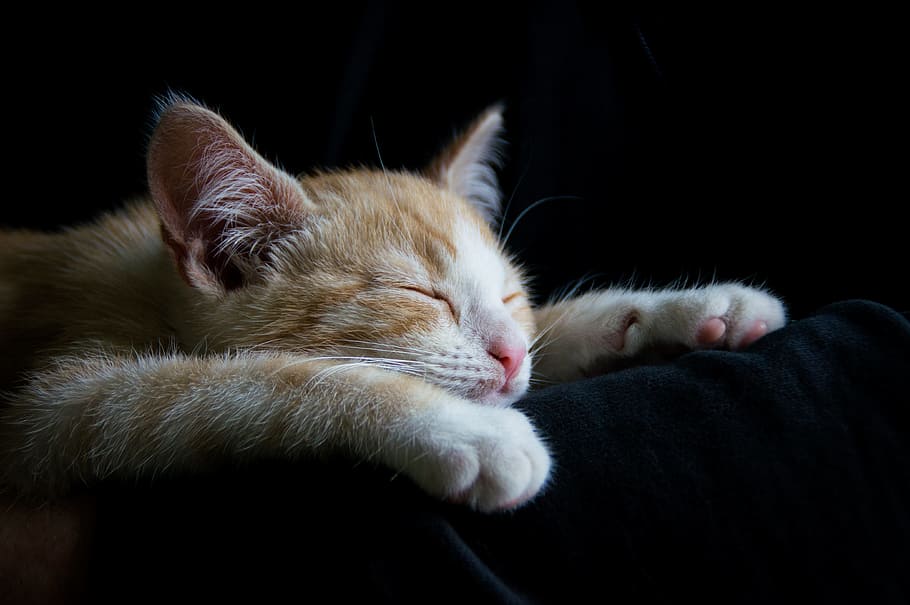 orange tabby cat sleeping on black textile, cozy, good night
