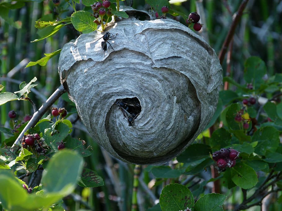 black, wasp, hanging, nest, building, insects, meadow, forest HD wallpaper