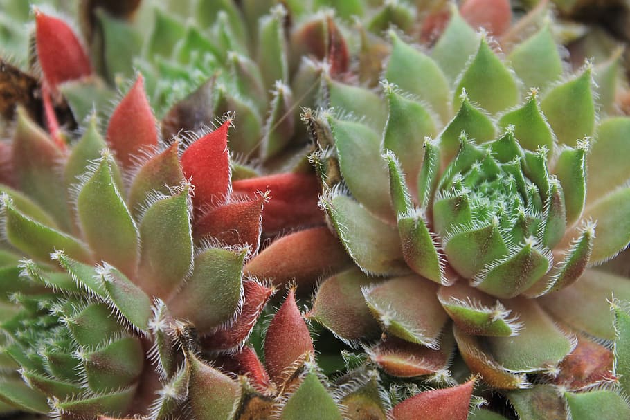 micro photography of succulent plant, macro photography of green-and-red succulent plants HD wallpaper