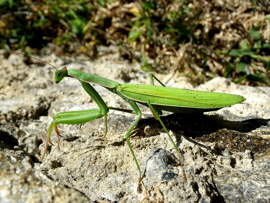 praying mantis, mantodea, close, animal themes, animals in the wild HD wallpaper