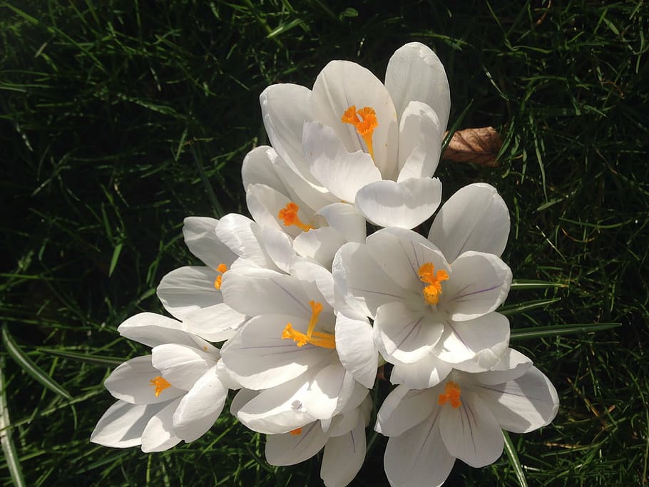 crocus, flower, garden, petal, grass, nature, growth, plant HD wallpaper